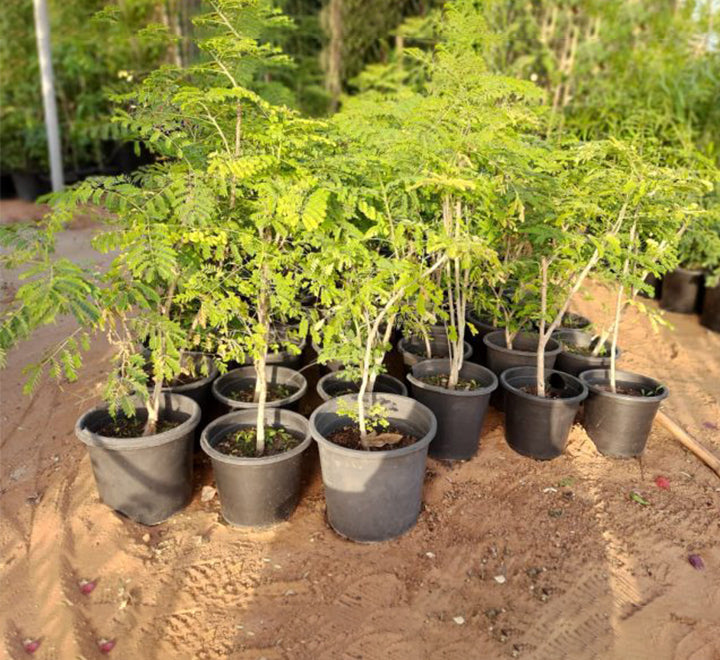 Caesalpinia pulcherrima "Peacock Flower" 40-50cm