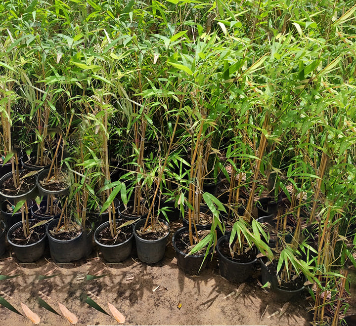 Bambusa vulgaris or Common Bamboo