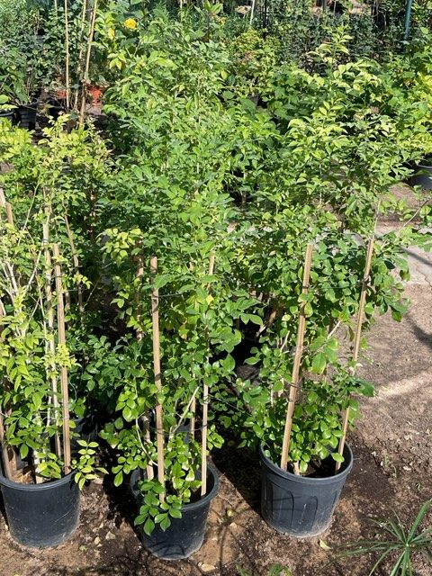 Murraya paniculata "Orange or Thai Jasmine"