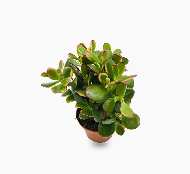 Crassula ovata (Dollar Plant, Jade Plant, Jade Tree, Money Tree)