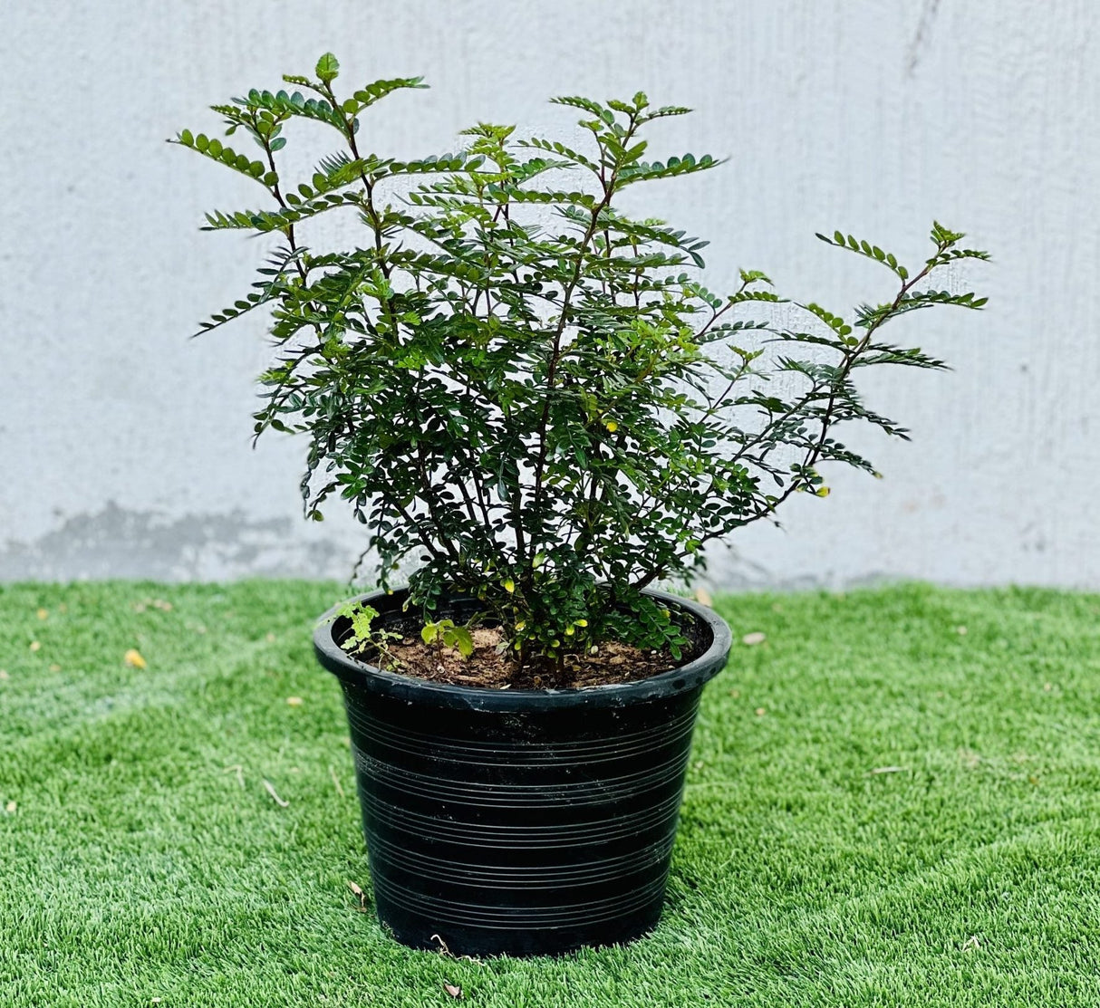 Zanthoxylum Odorum 30 - 50cm