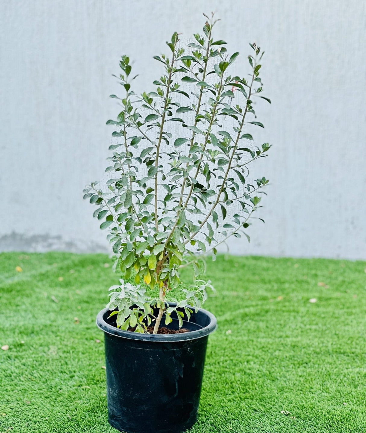 Leucophyllum frutescens "Texas Sage"
