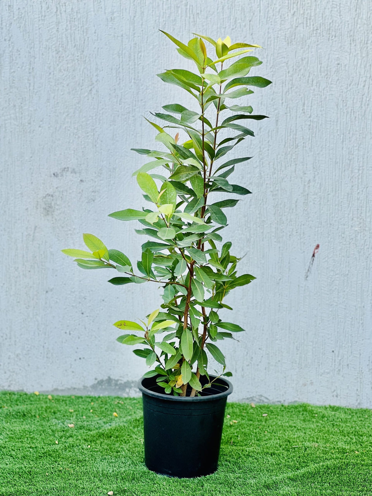 Syzygium cumini, black-plum "jamun-jambolan"