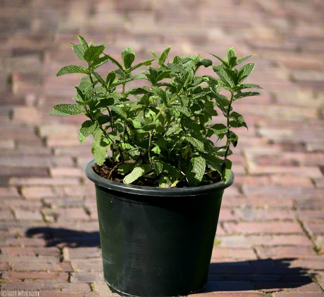 Mint Plant or Mentha