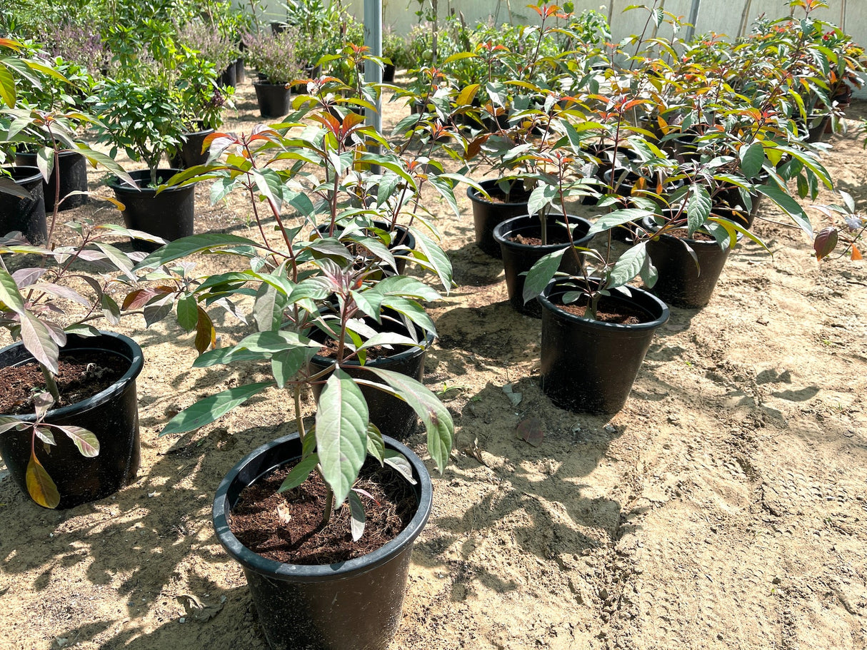 Hamelia patens "Fire Bush" 50 - 70cm Height