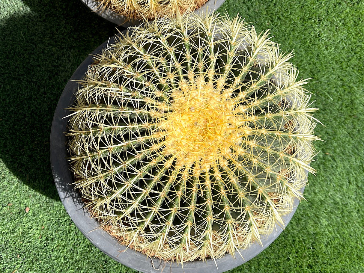 Echinocactus grusonii, Golden Barrel Cactus, Mother-in-law Cushion or Ball Cactus