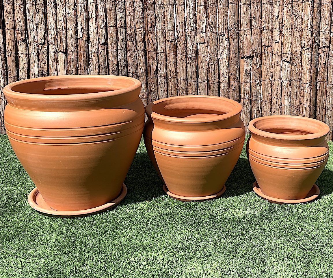 Echinocactus grusonii, Golden Barrel Cactus, Mother-in-law Cushion or Ball Cactus