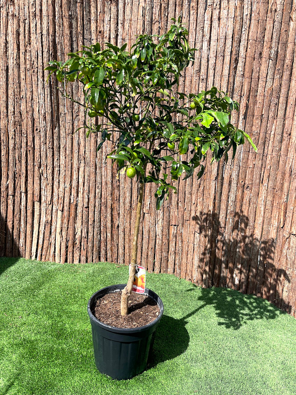 Fortunella margarita "Kumquat" 1.0-1.2m