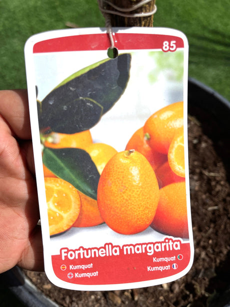 Fortunella margarita "Kumquat" 1.0-1.2m