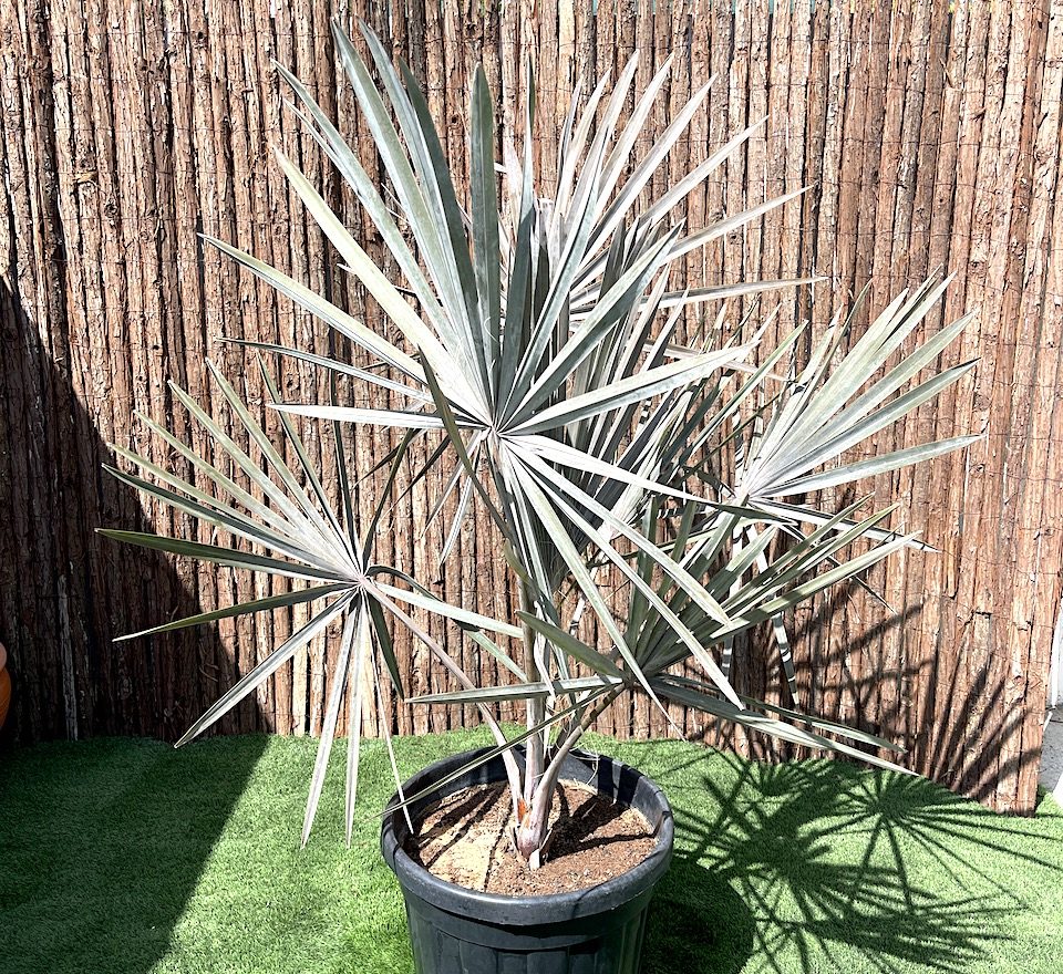 Bismarckia Red Petioles 1.0-1.2m