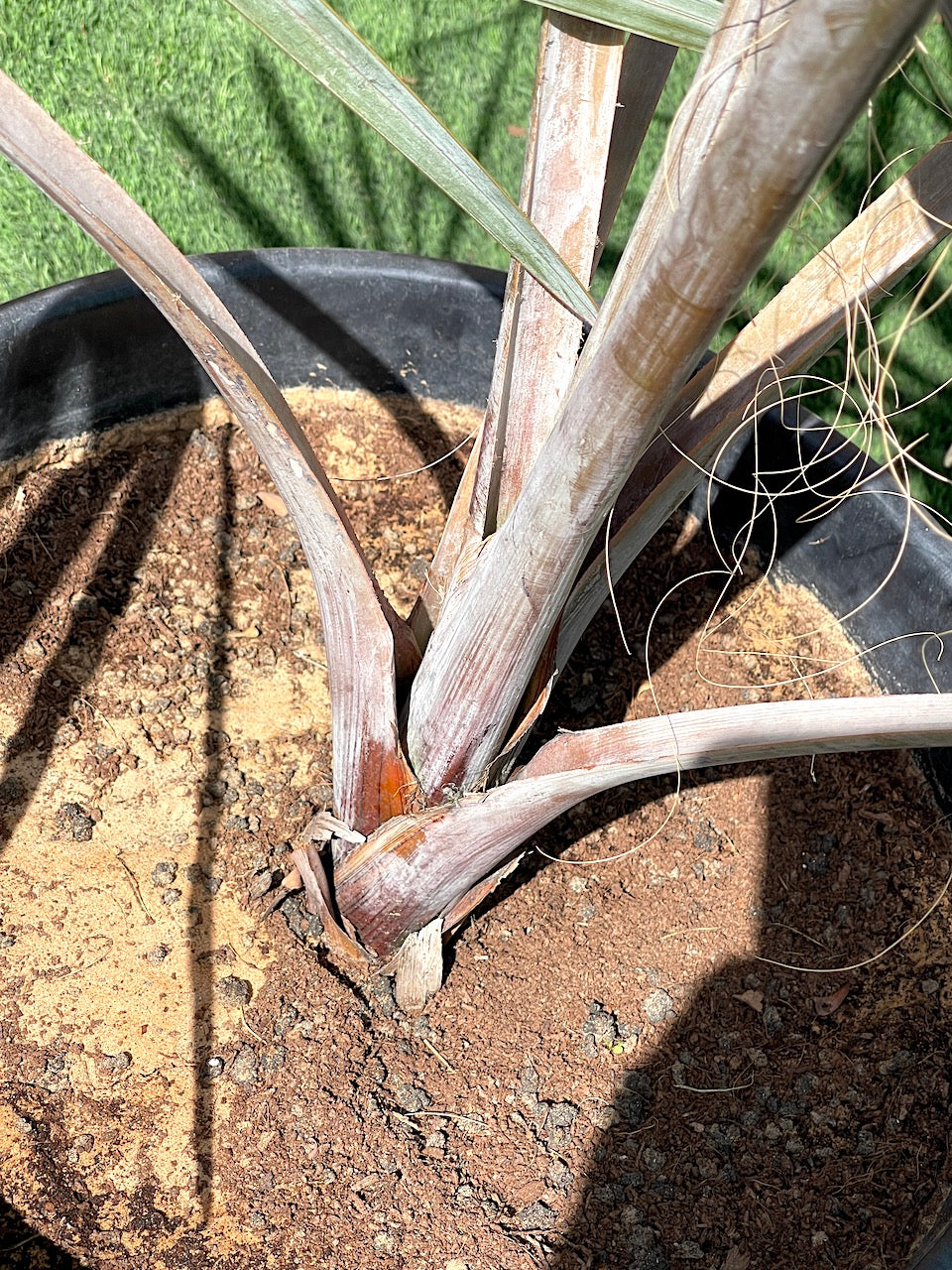 Bismarckia Red Petioles 1.0-1.2m