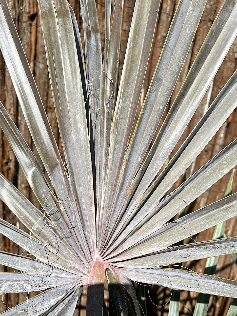 Bismarckia Red Petioles 1.0-1.2m