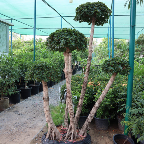Ficus multi head "Microcarpa"