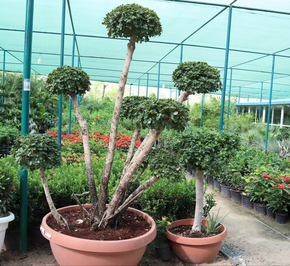 Ficus multi head "Microcarpa"
