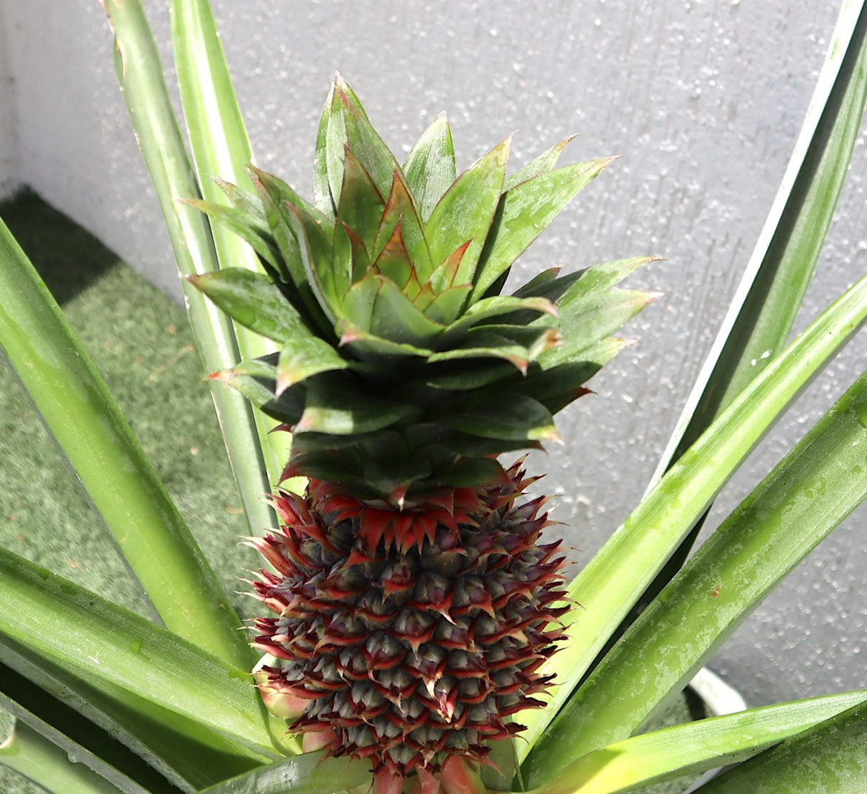 Ananas Comosus | Pineapple Plant 0.4-0.7m