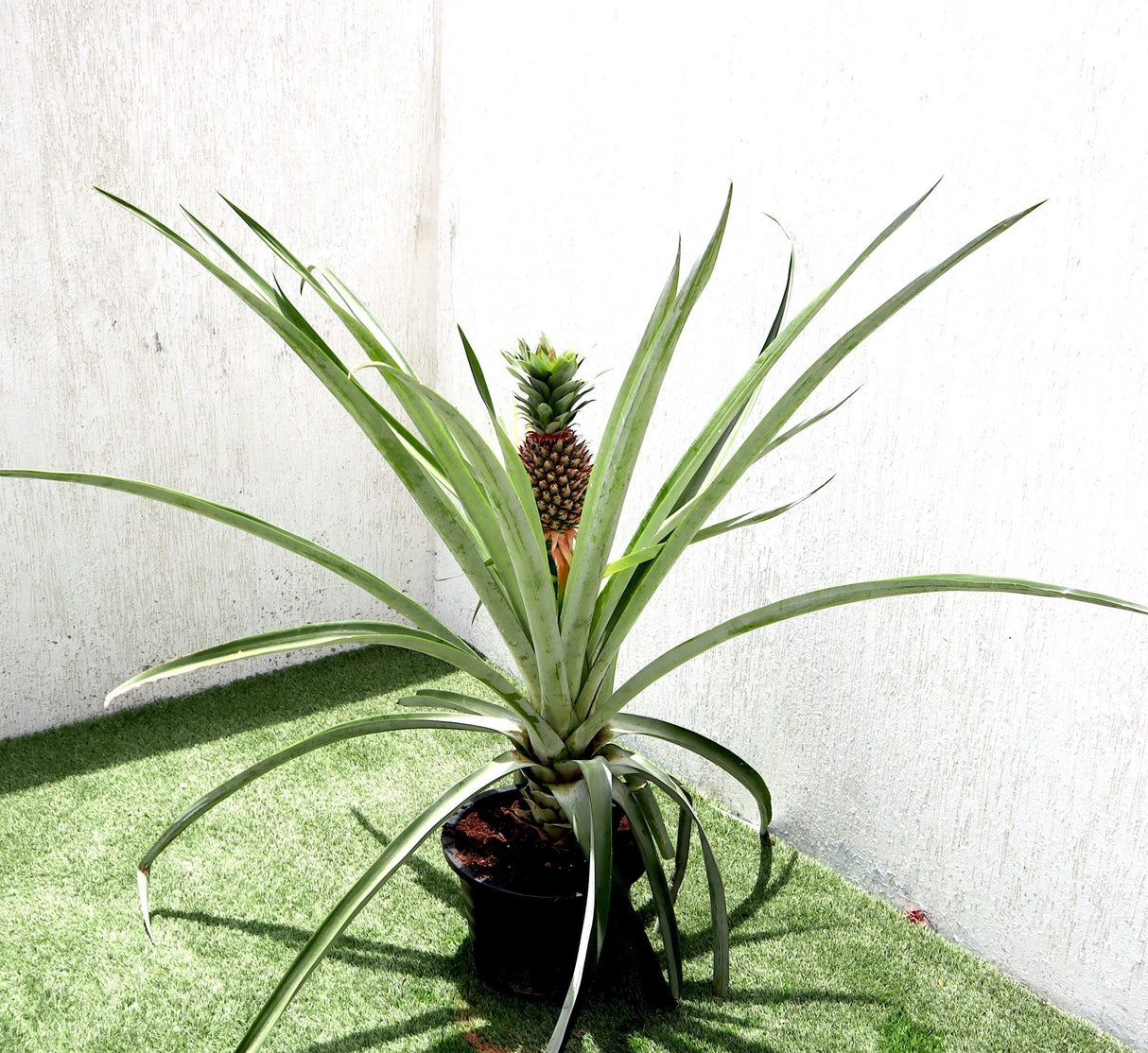 Ananas Comosus | Pineapple Plant 0.4-0.7m