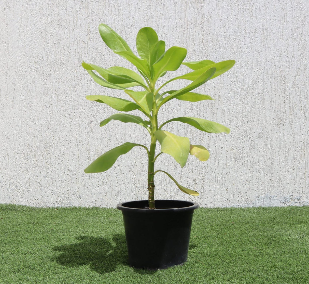 Scaevola frutescens (Vahl Beach Naupaka, Hawaiian Half Flower, Sea Lettuce)