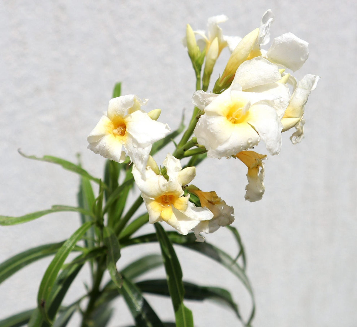 Oleander "Nerium Oleander"