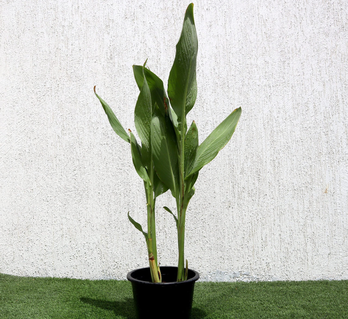 Canna indica or Canna Green