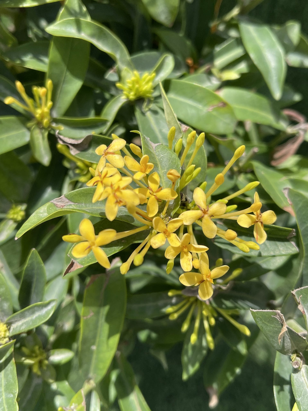 Ixora chinensis "Yellow" 25-50cm