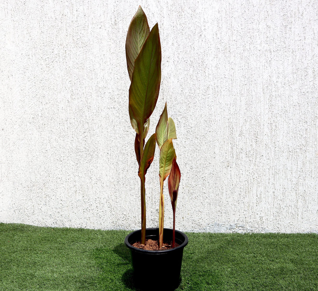 Canna indica 'Purpurea' 30 - 50cm overall height