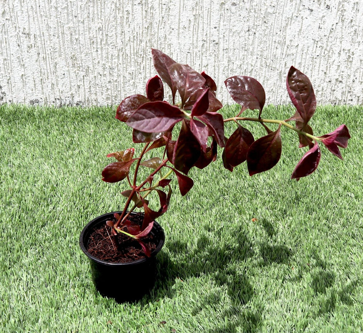 Iresine lindenii "Bloodleaf Iresine lindenii" 10 - 15cm