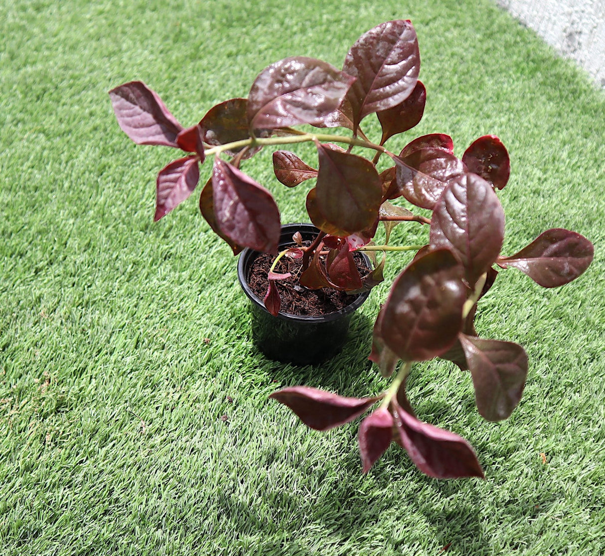 Iresine lindenii "Bloodleaf Iresine lindenii" 10 - 15cm