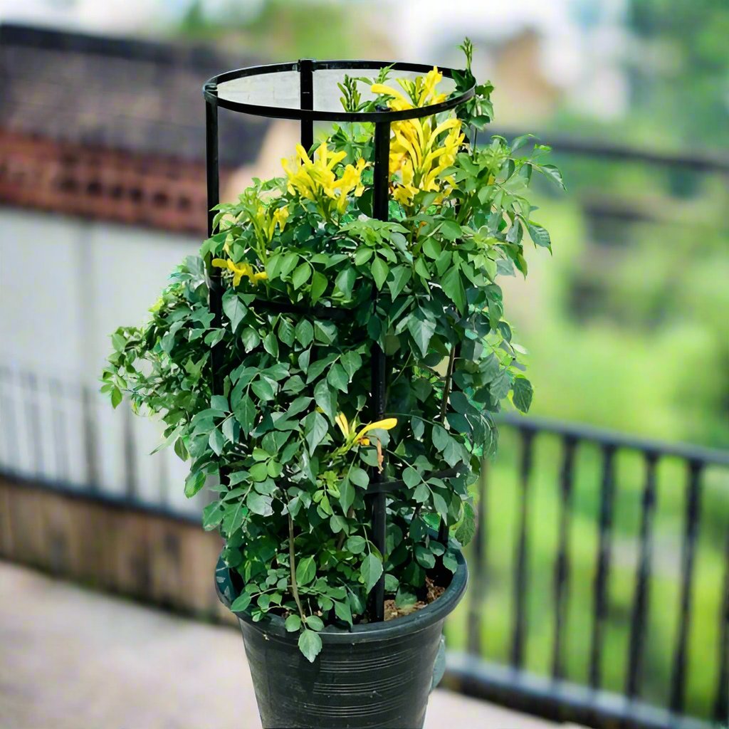 Tecomaria capensis "yellow" or Cape Honeysuckle 0.7-0.9m