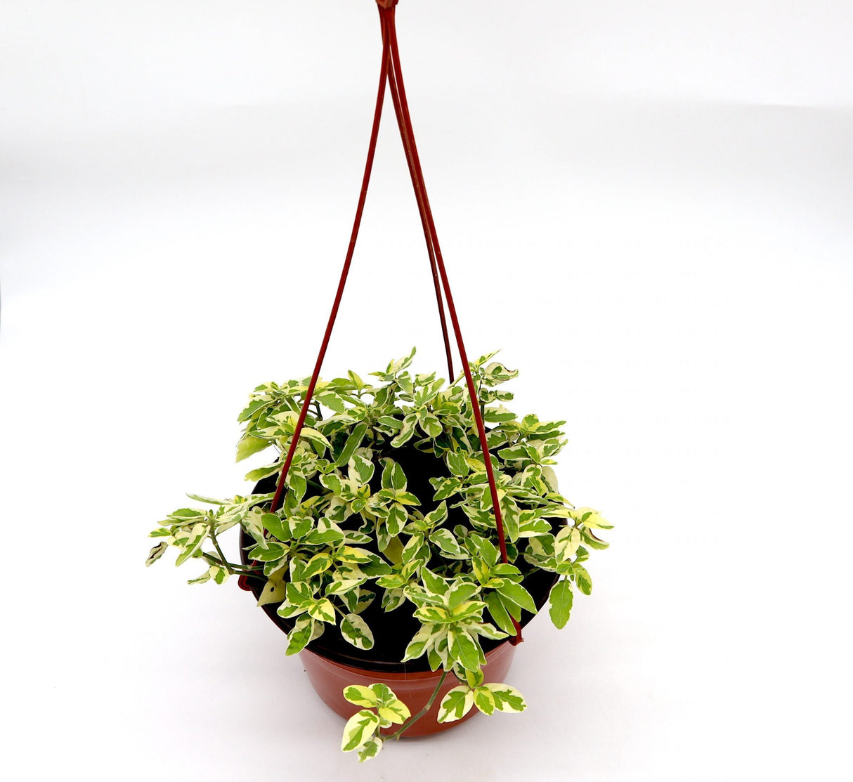 Asystasia gangetica Hanging "Chinese Violet"