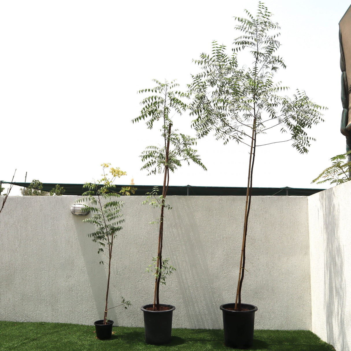 Azadirachta indica "Neem Tree"