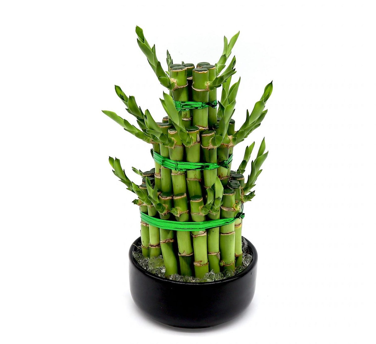 Lucky Bamboo Steps