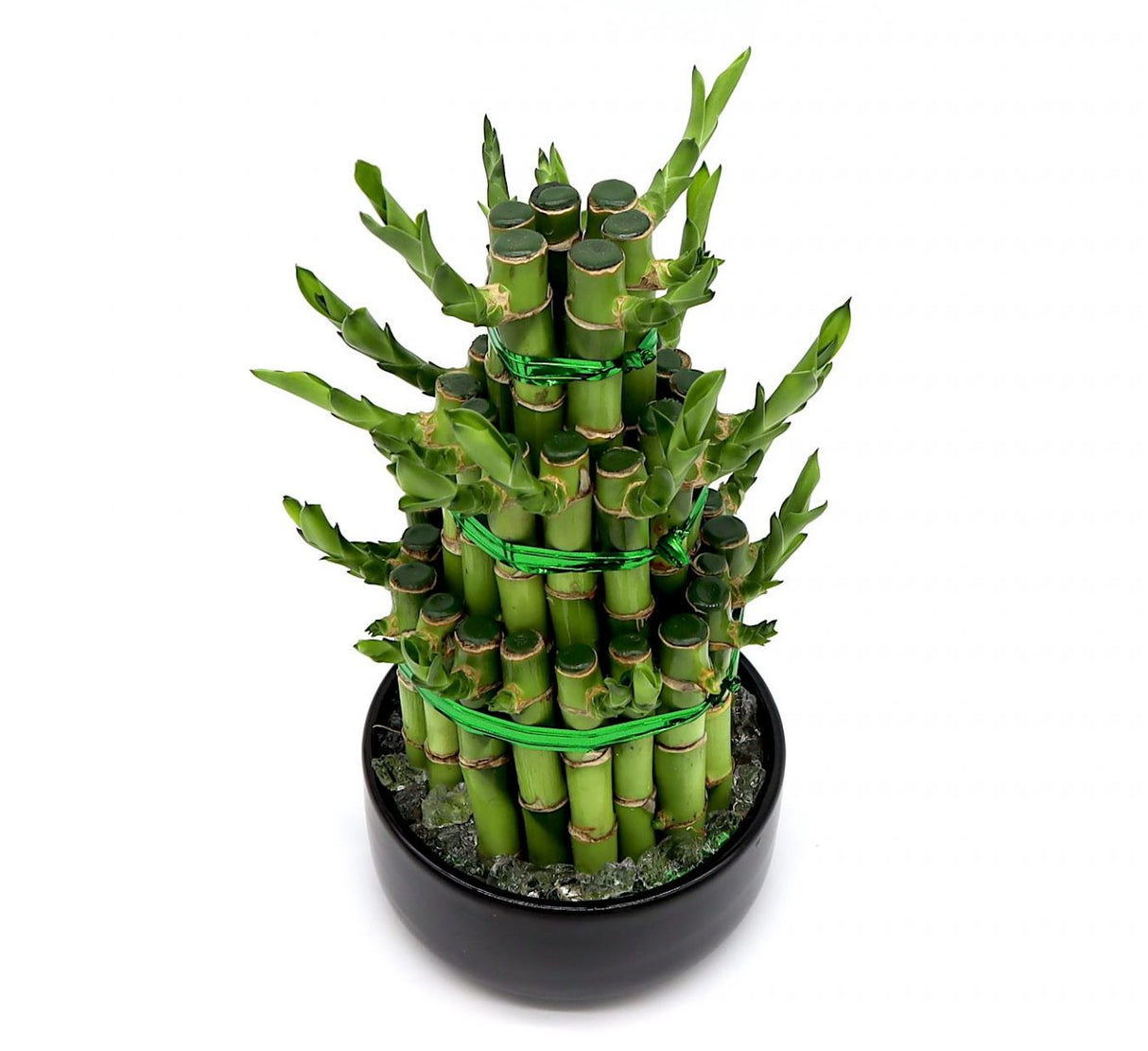 Lucky Bamboo Steps