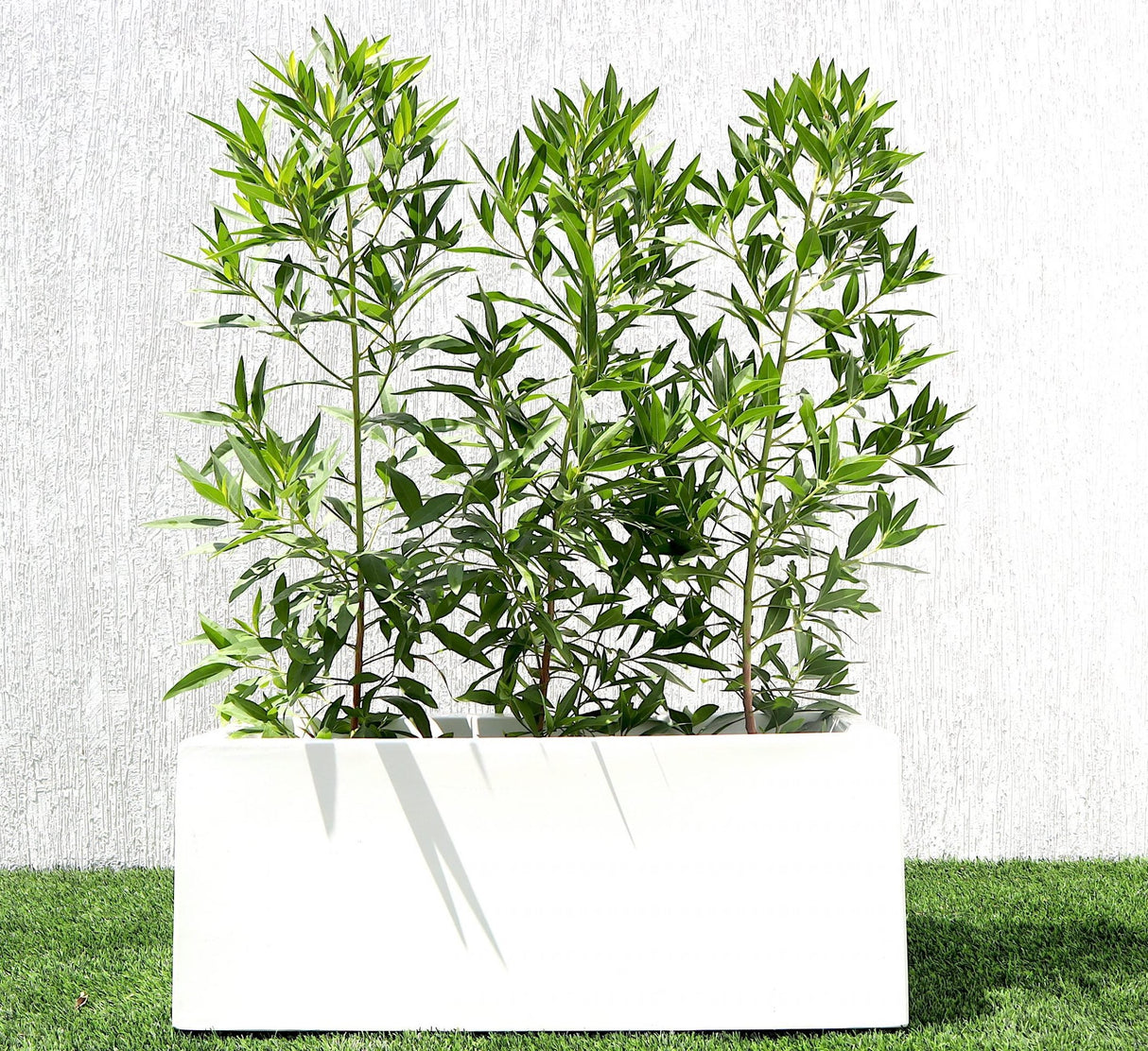 Damas 'Saudi' / Conocarpus erectus "1.0-1.2m" in GRP pot