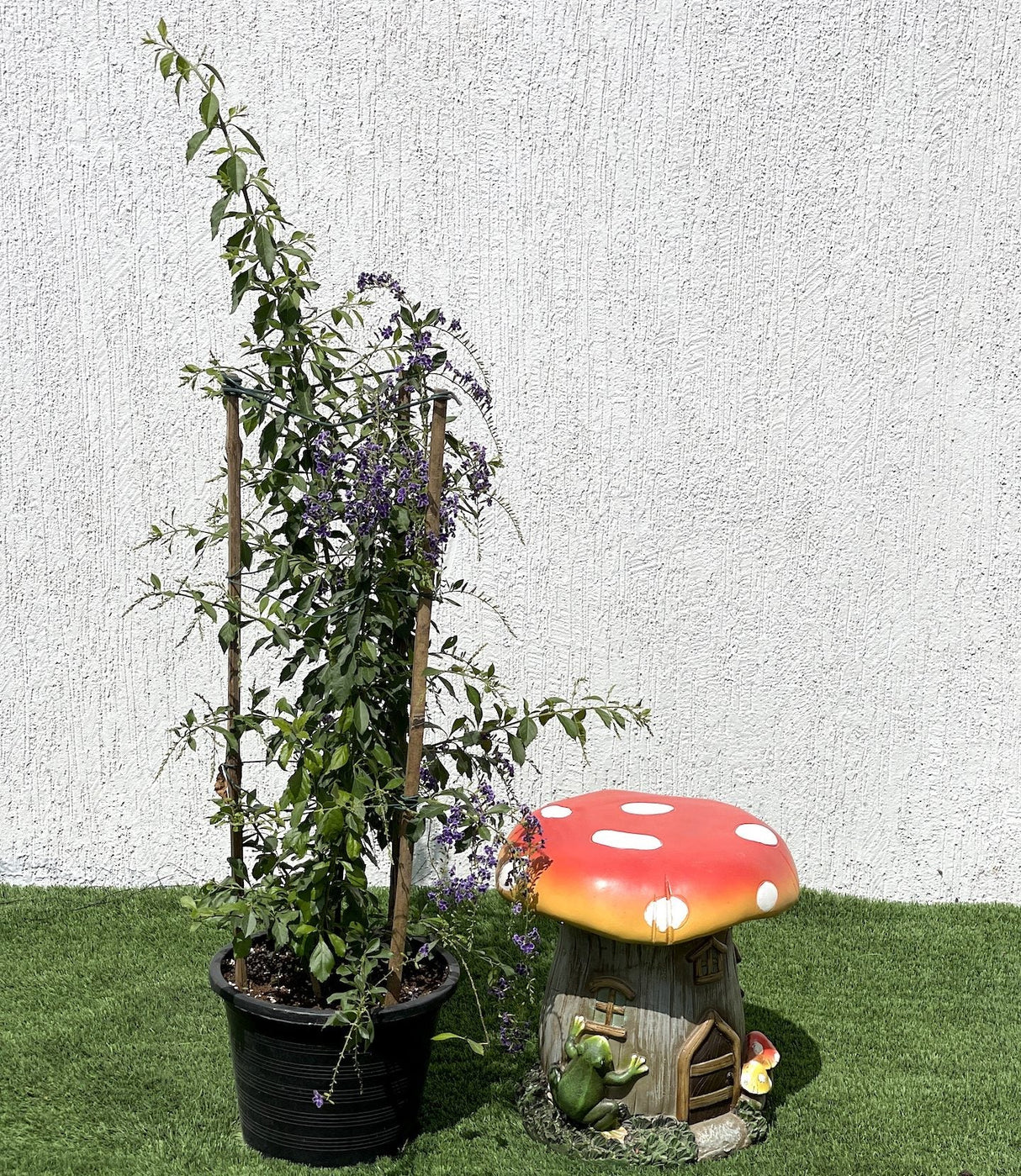 Duranta erecta or Duranta Green 0.7-1.0m