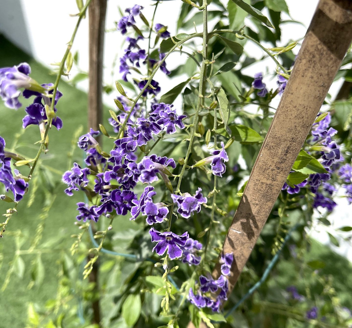 Duranta erecta or Duranta Green 0.7-1.0m