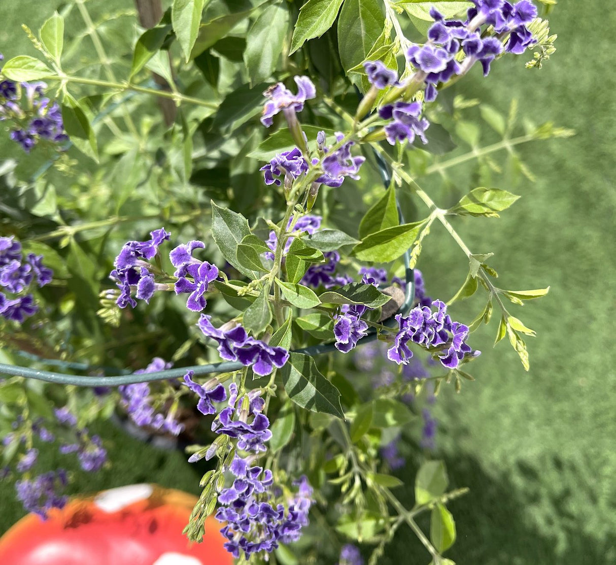 Duranta erecta or Duranta Green 0.7-1.0m