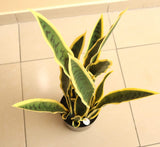 Artificial Sansevieria trifasciata "Snake Plant" 95cm