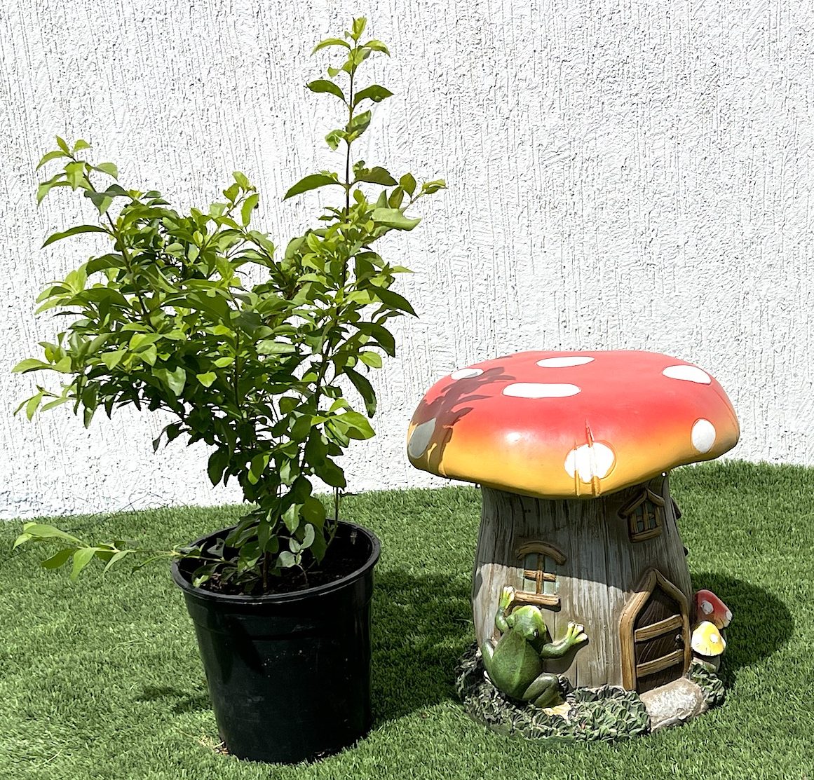 Duranta repens, Duranta Gold or Golden Dew Drop 30-40cm