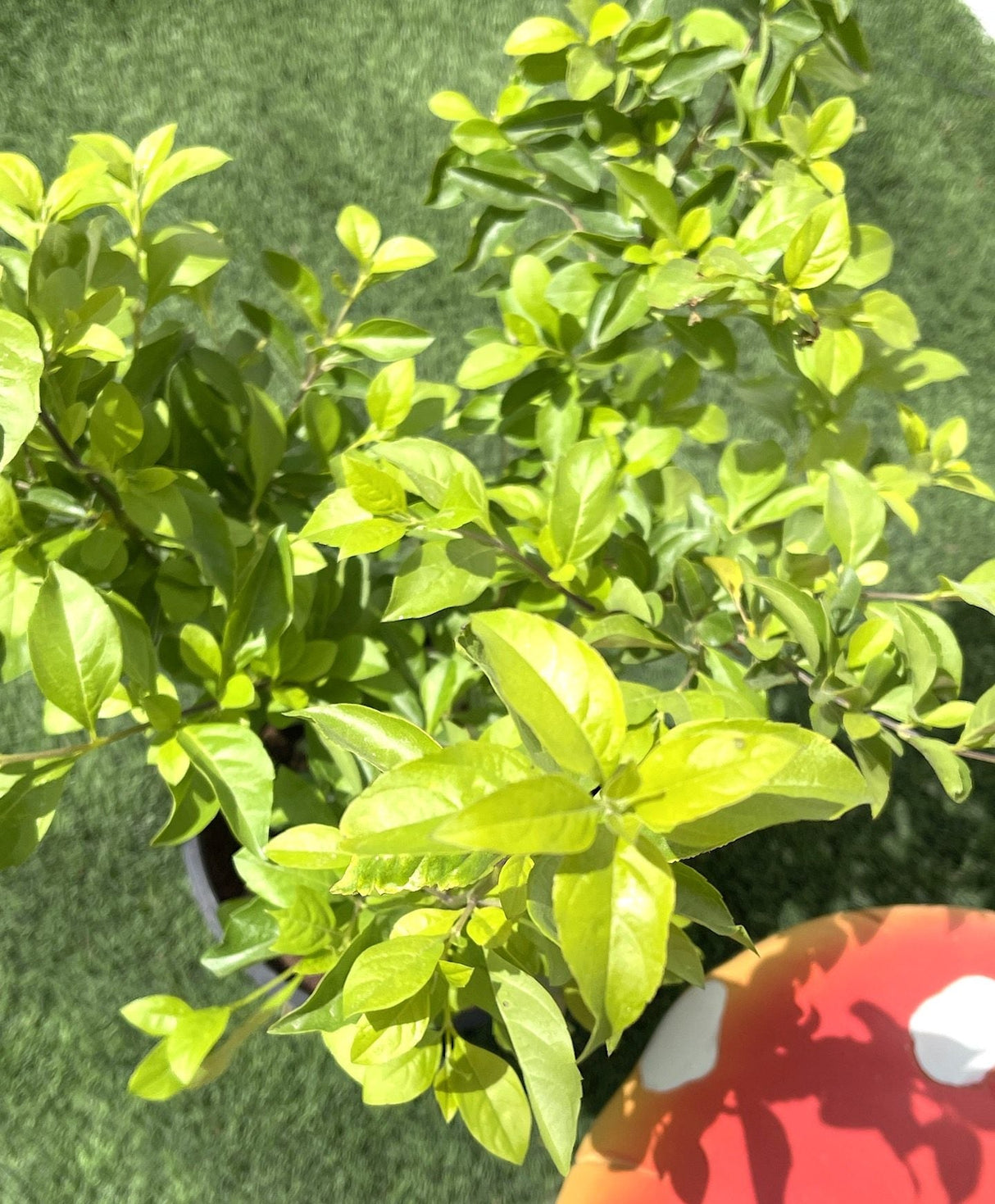 Duranta repens, Duranta Gold or Golden Dew Drop 30-40cm