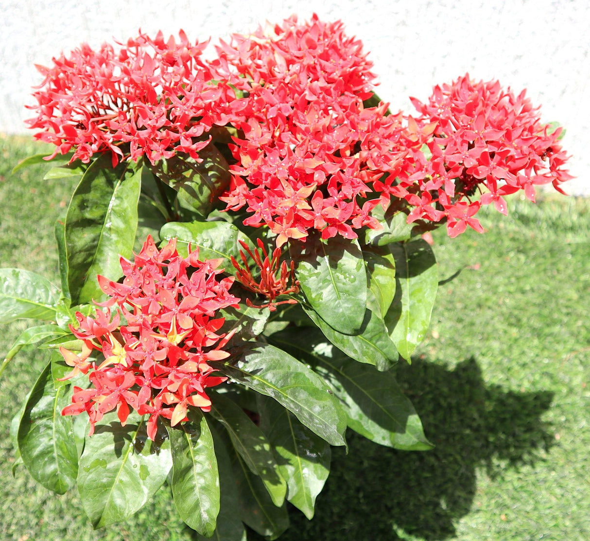 Ixora Coccinea 0.25-0.3m
