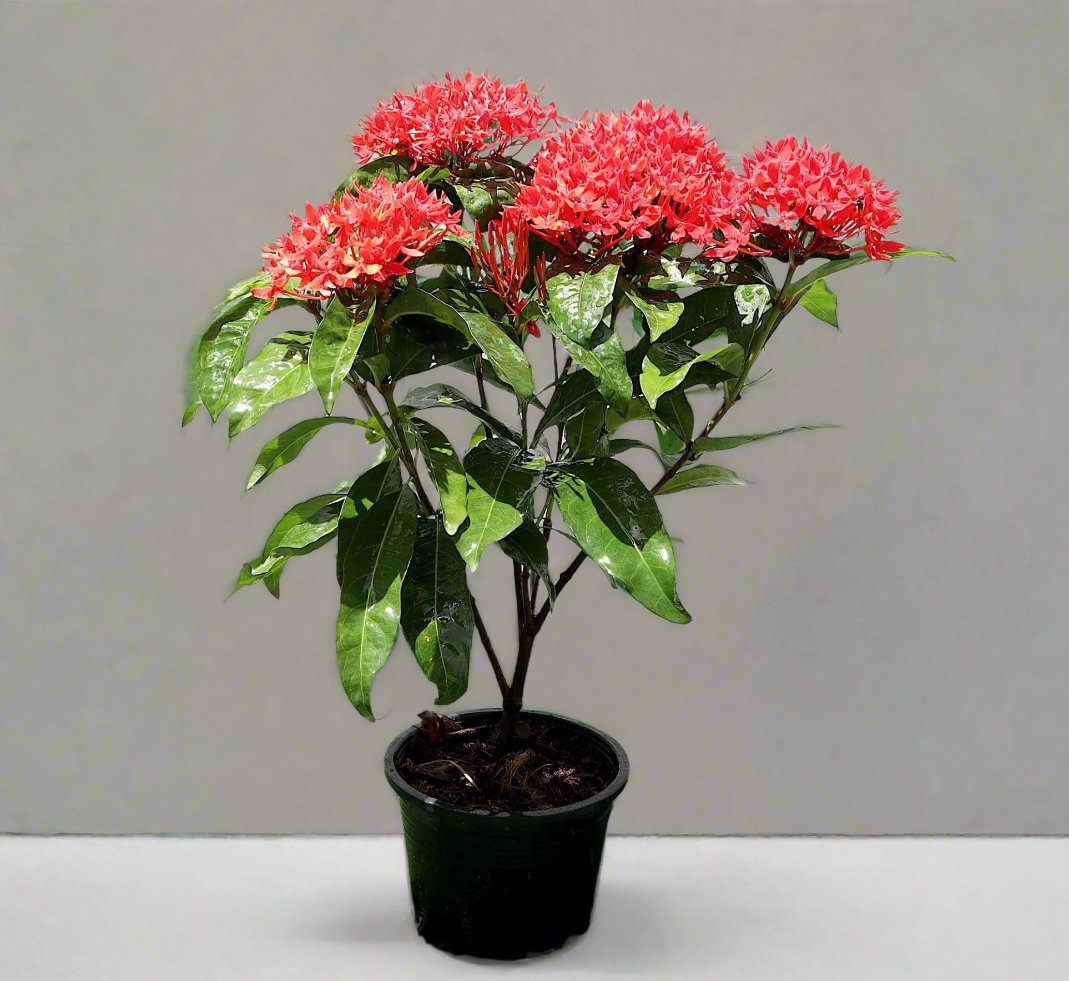 Ixora Coccinea 0.25-0.3m