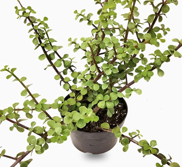 Portulacaria afra "Elephant Bush"