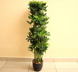 Artificial Schefflera arboricola "Green" 120cm