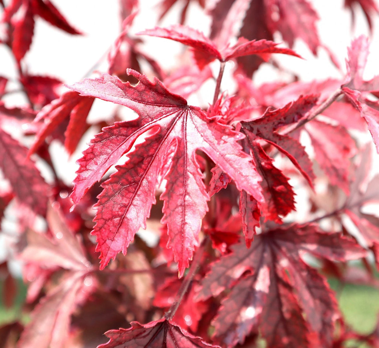 Hibiscus acetosella "Cranberry or Red Leaved Hibiscus" 0.4-0.5m