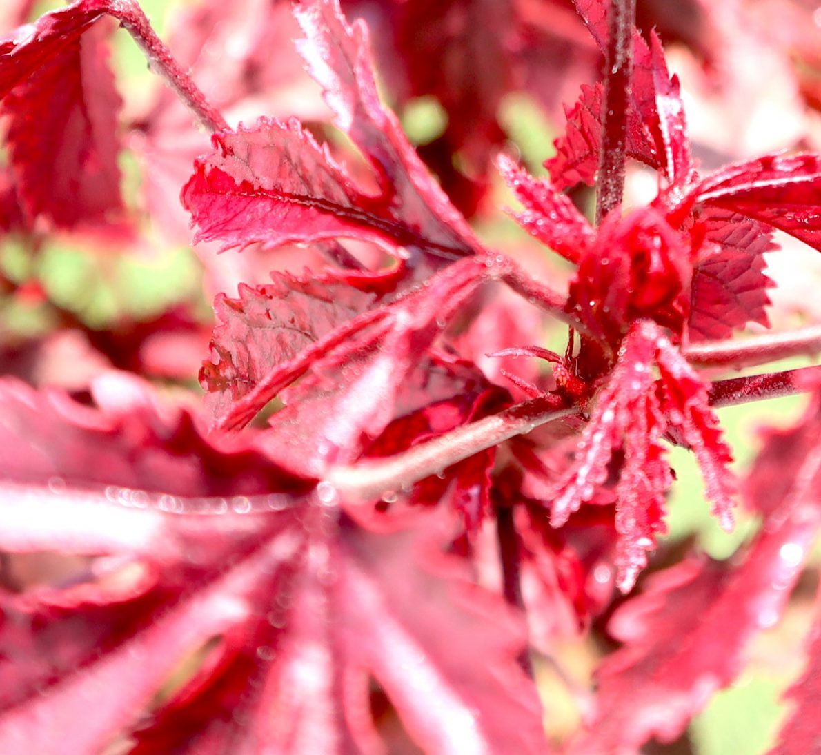 Hibiscus acetosella "Cranberry or Red Leaved Hibiscus" 0.4-0.5m