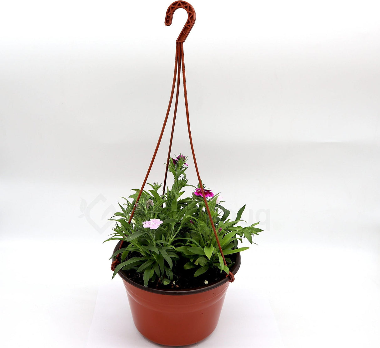 Hanging Dianthus Caryophyllus "Carnation or Clove Pink"