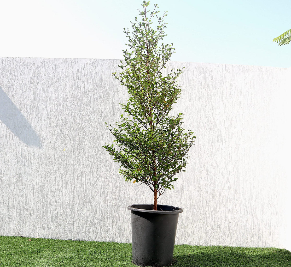 Bucida buceras "Black Olive Tree"
