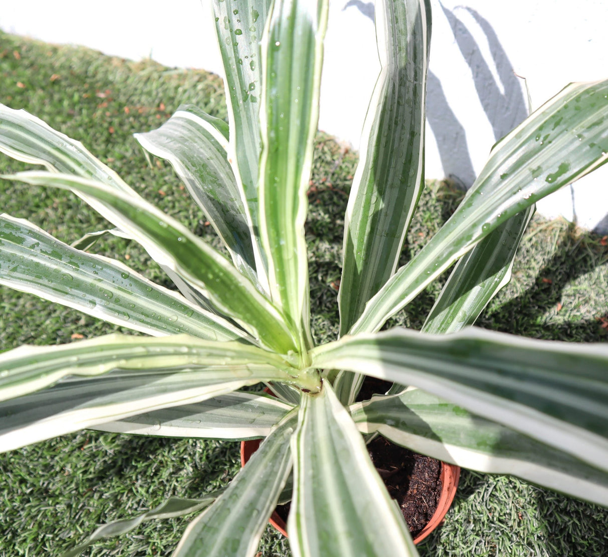 Dracaena Deremensis "Warneckii"