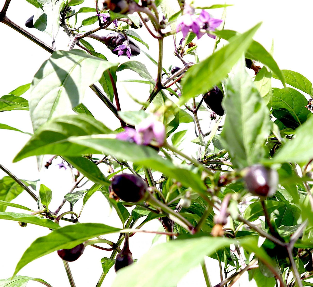 Ornamental pepper plant