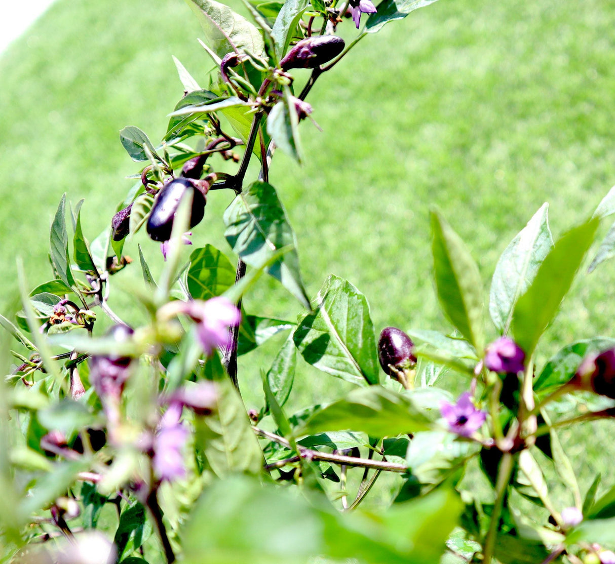 Ornamental pepper plant